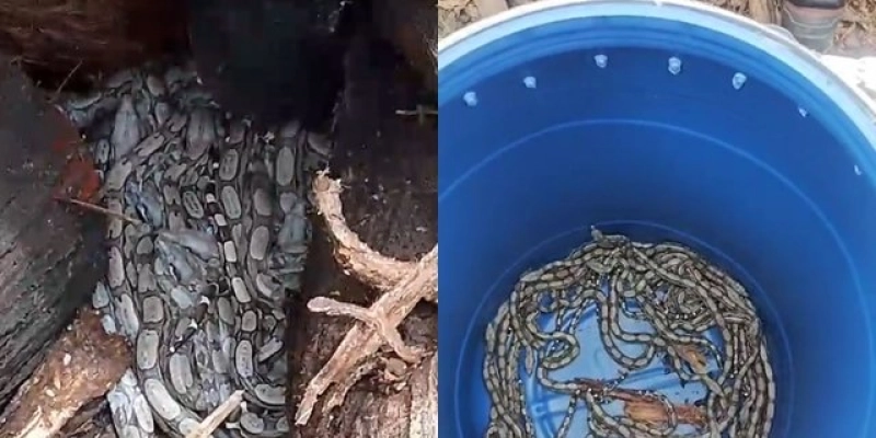 Trabalhadores encontram jibóia com quase cem filhotes no Distrito Industrial de Sousa; vídeo 