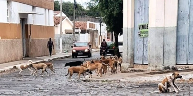 MP cobra ação contra abandono de animais em Cajazeiras e responsabiliza nova gestão
