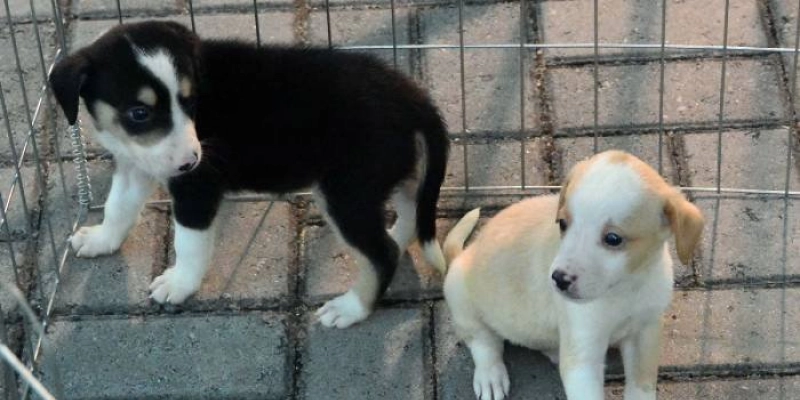 Ministério Púbico consegue liminar determinando local para animais de rua em Itaporanga