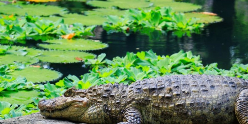 Parque Arruda Câmara preserva espécies de crocodilianos que já foram ameaçados de extinção