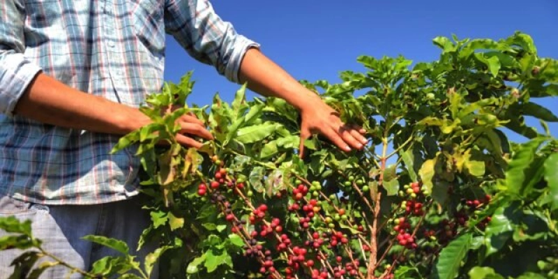 Clima e aumento do consumo devem manter preço do café em alta