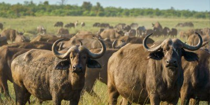 MPF pede plano para controle de búfalos exóticos em Rondônia e alerta para riscos ambientais, econômicos e sanitários