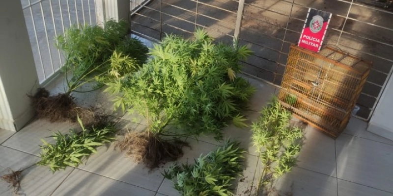 PM apreende drogas e pássaro silvestre e cumpre mandado de prisão, no sertão 
