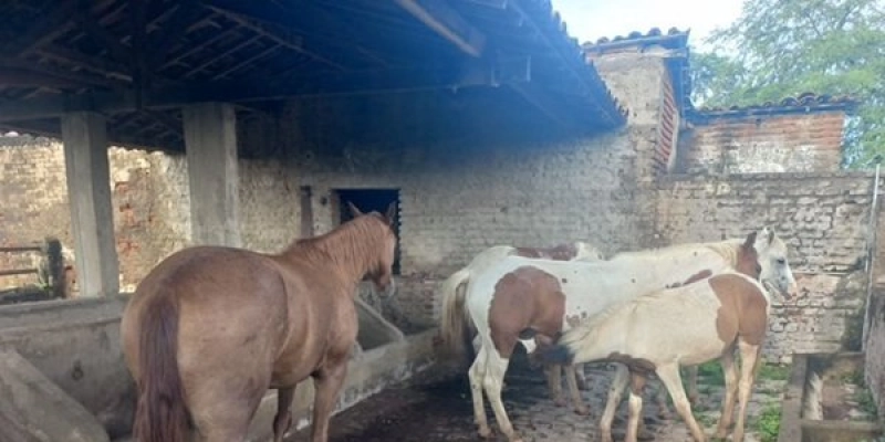 Prefeitura de Sousa intensifica trabalho de recolhimento de animais de médio e grande porte soltos no perímetro urbano