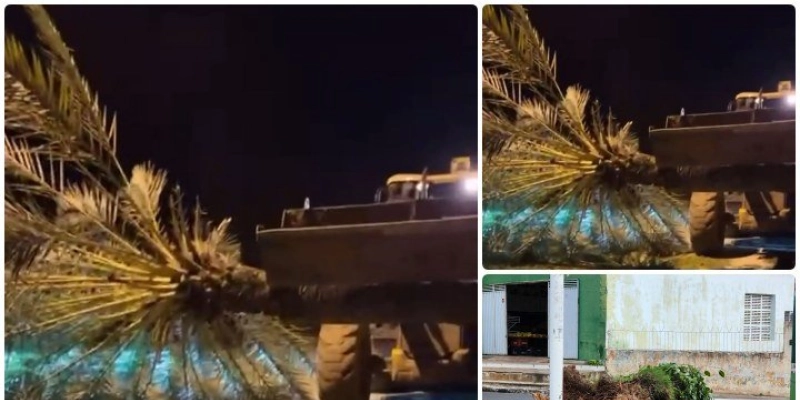 Denúncia aponta que prefeito de Marizópolis teria levado árvore pública para sua fazenda