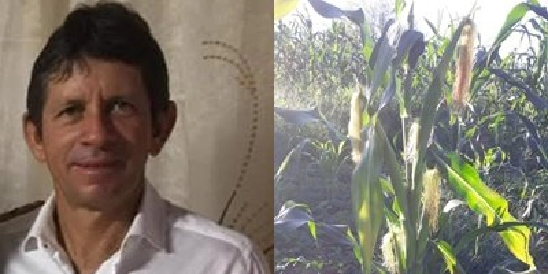 Produtor rural Galego Pedro da Comunidade do Pinhão, em Vieirópolis encontra pé de milho com sete espigas