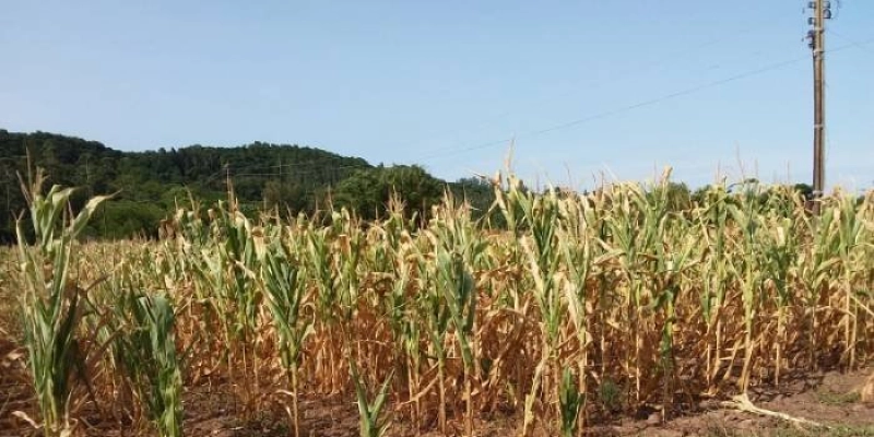 Mais uma cidade paraibana obtém o reconhecimento federal de situação de emergência por causa da estiagem