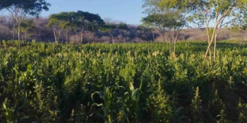 Justiça revoga prisão de ex-prefeito sertanejo acusado de financiar plantação de maconha