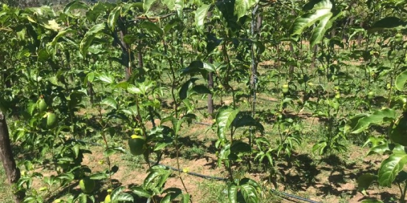 Governo do Estado financia pesquisa e ajuda agricultores do Sertão na produção do maracujá amarelo