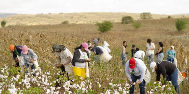 Paraíba impulsiona cultivo do algodão orgânico e agricultores comemoram resultados
