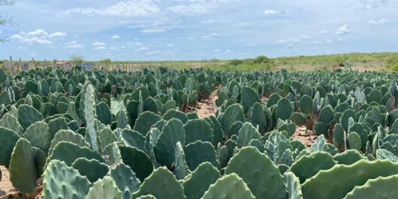 Governo da Paraíba integra programação do 2º Agropalma, em Boa Vista
