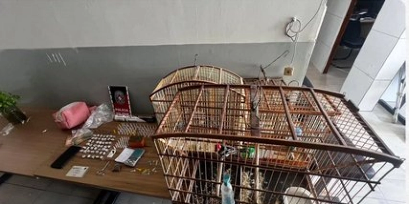 ROTAM apreende drogas e pássaros silvestres durante operação no Alto Capanema, em Sousa