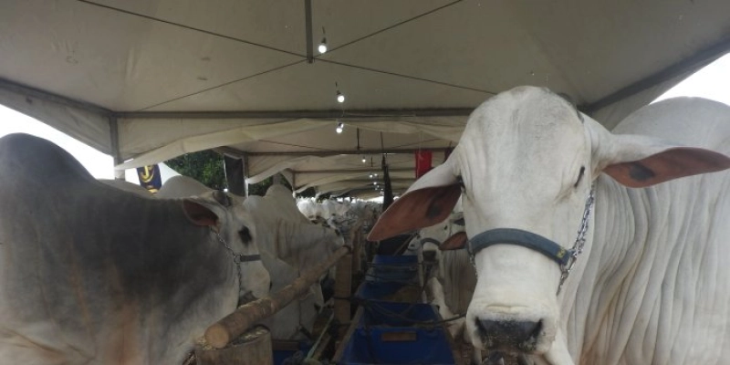 Sedap-PB oferece condições especiais para a atualização do cadastro dos rebanhos