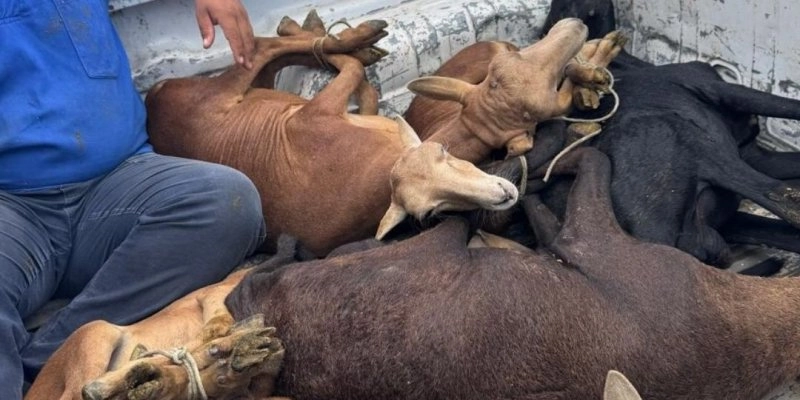 Ovelhas furtadas do IFPB em Sousa são recuperadas pelos policiais do 14º BPM 