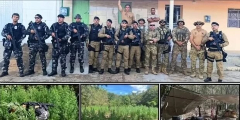 Plantação com 10 mil pés de maconha é destruída em operação policial no Sertão