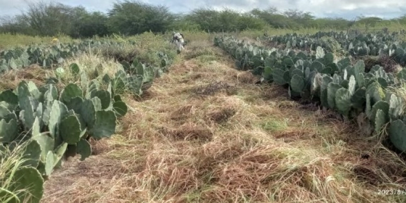 Governo realiza Dia de Campo sobre sistema de produção de palma forrageira