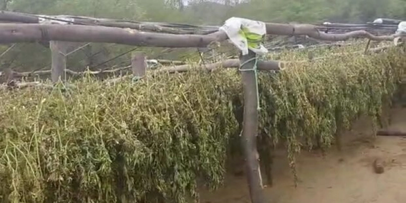 Polícia Civil destrói 200 mil pés de maconha no Sertão da Paraíba
