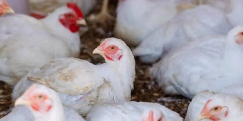 Prazo de 28 dias para Brasil ficar livre da gripe aviária começa hoje