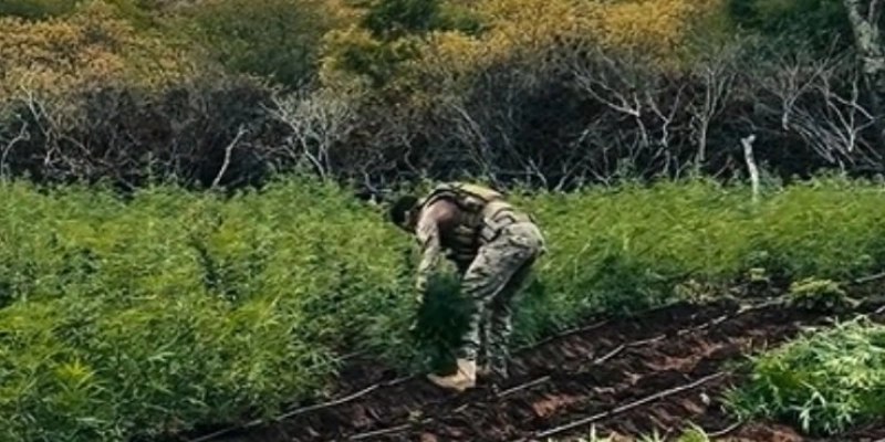 Policial militar, ex-vereador e ex-diretor de cadeia são presos em plantação de maconha na Paraíba