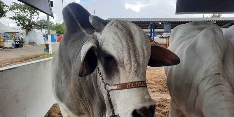 55ª Expapi reúne mais de 1,3 mil animais de raça de equinos, bovinos, ovinos e caprinos