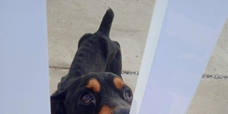 Polícia Civil prende em flagrante tutor de cães em situação de abandono