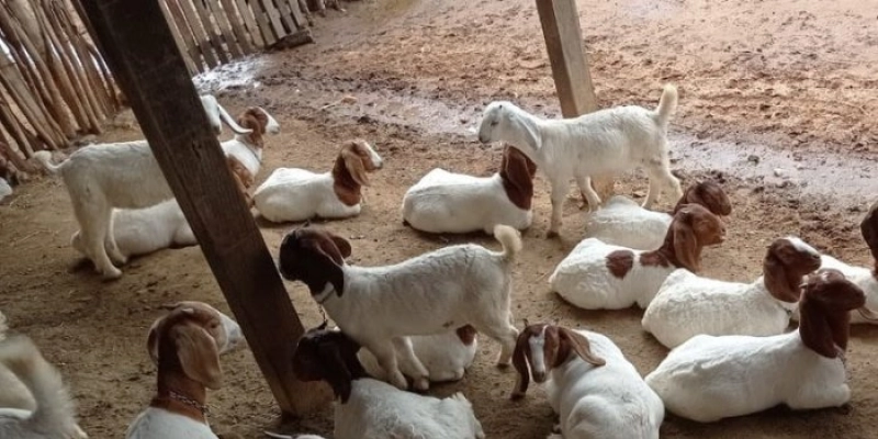 Empaer realiza Dia de Campo sobre a cadeia produtiva da caprinocultura de carne e leite