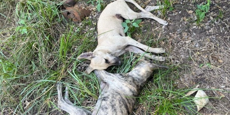 Ativistas denunciam crime ambiental após série de mortes de cães em Aparecida