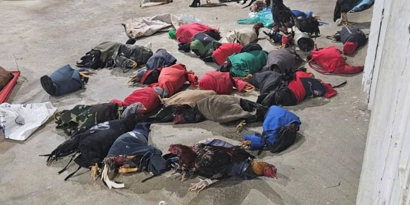 Polícia Militar acaba com rinha de galos e salva 35 animais de sessões de maus-tratos no Sertão da PB