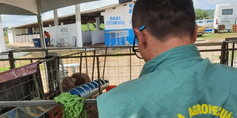 Termina segunda-feira prazo para atualização cadastral obrigatória dos rebanhos junto à Defesa Agropecuária