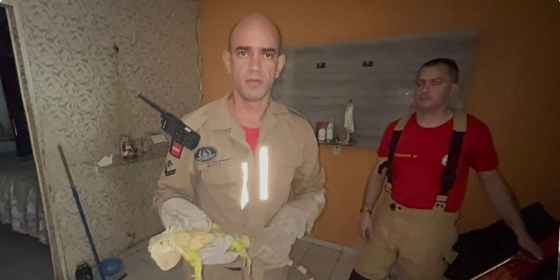 Camaleão surpreende moradores no Frei Damião e mobiliza Corpo de Bombeiros em Sousa