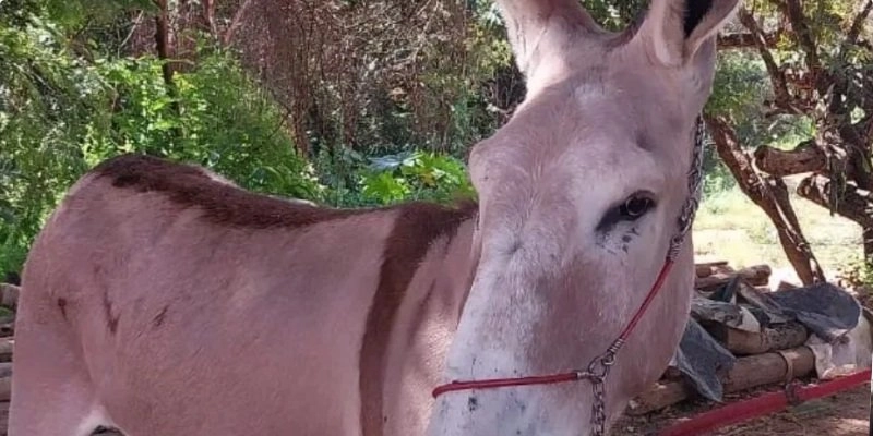 População de jumentos no Brasil despenca 94% em três décadas e espécie entra em alerta de extinção