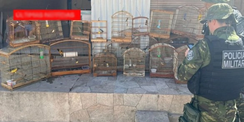 Força Tática e BPAMB apreende aves silvestres e conduz homem à DP em Cajazeiras