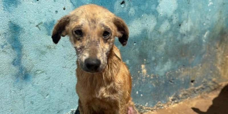 Cães doentes, sede e abandono: inspeção revela cenário chocante em canil público no sertão paraibano 