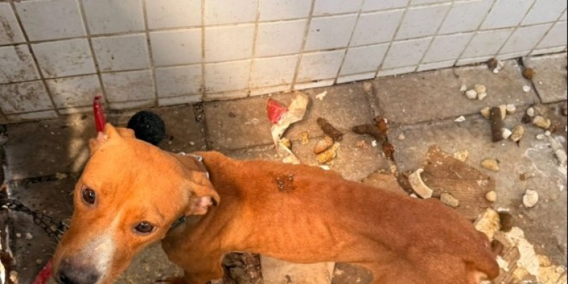 Prefeitura resgata cães que estavam sofrendo maus-tratos na Zona Sul da Capital
