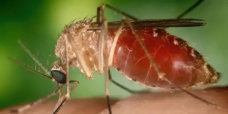 Antes restrita à Amazônia, febre oropouche se espalha pelo país