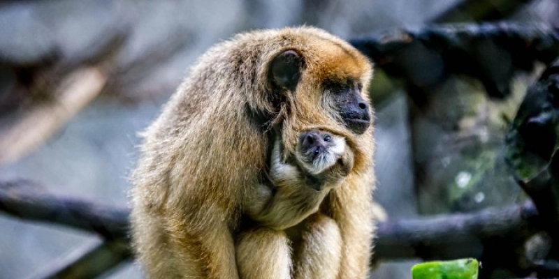 Nascimento saudável de bugio no Parque Arruda Câmara comprova ambiente saudável e bem-estar animal