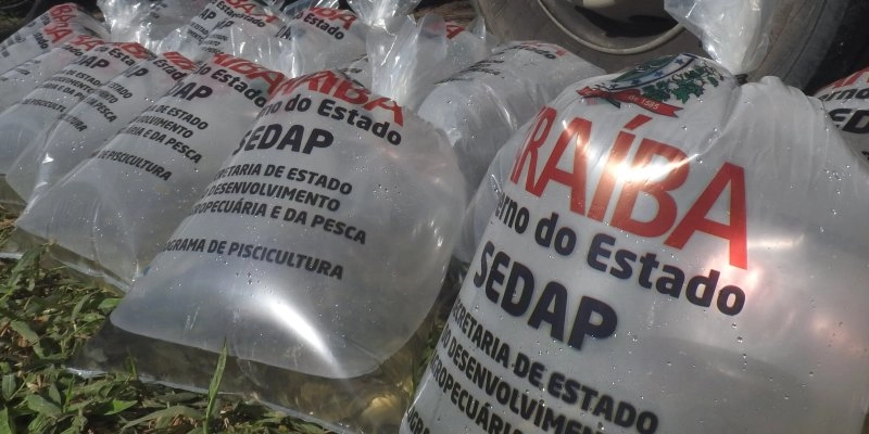 Governo vai distribuir 500 mil alevinos no final de semana em municípios do Sertão paraibano