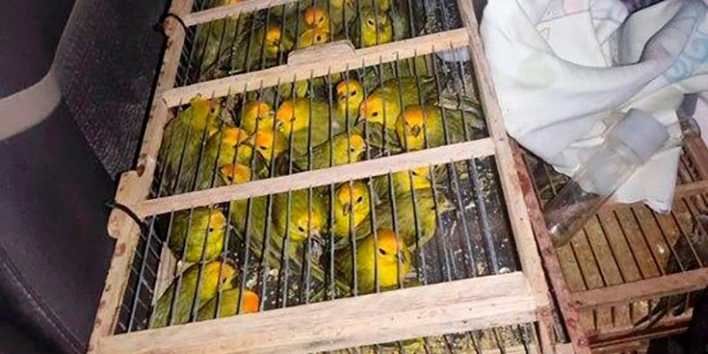 Polícia prende suspeito e apreende 400 aves silvestres no sertão paraibano 