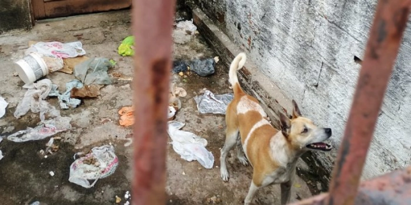 Prefeitura de João Pessoa resgata animal vítima de abandono no bairro de Mandacaru