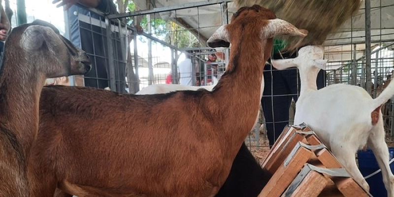 7ª Expoagro Tacima acontece até domingo com apoio do Governo da Paraíba