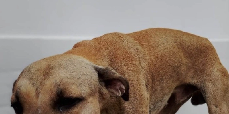 Prefeitura de João Pessoa resgata cão baleado no bairro de Mandacaru