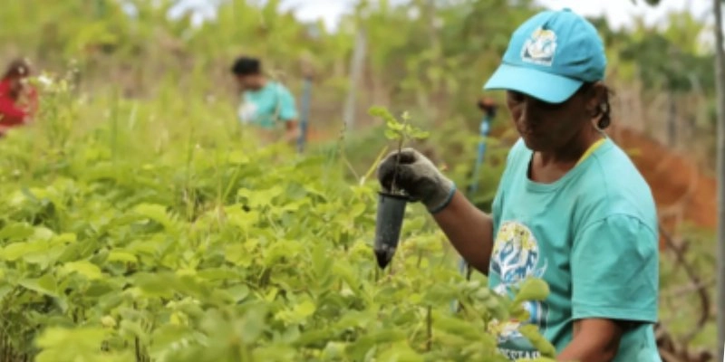 TCU aponta rombo de R$ 187,1 bi na previdência rural