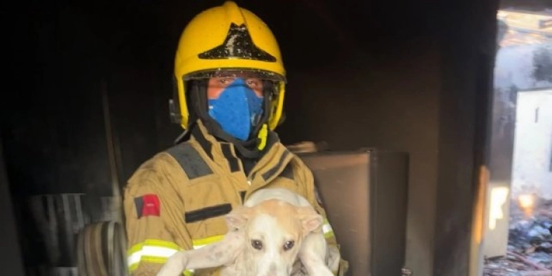 Bombeiros controlam incêndio e resgatam cachorro em Cajazeiras