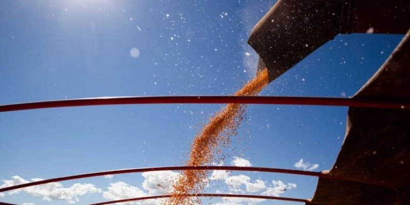 Valor da produção agrícola brasileira recua 3,9% em 2024, mostra IBGE