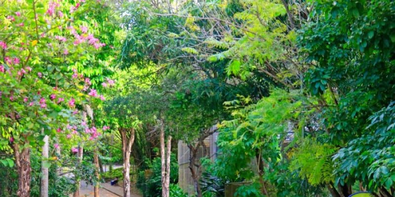 João Pessoa preserva parques e praças para quem quer apreciar as belezas das cores da primavera