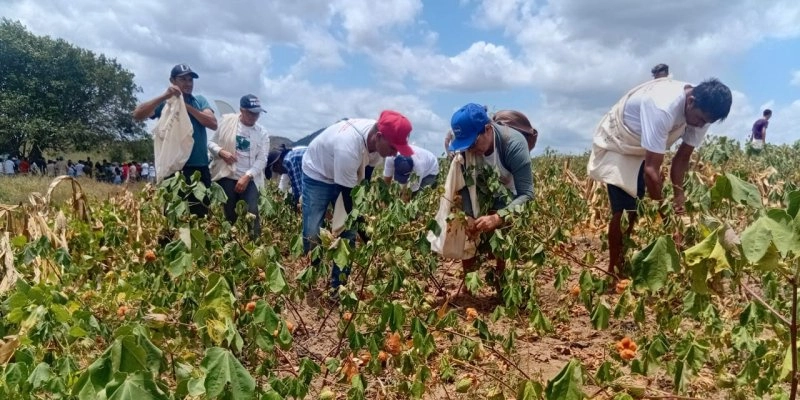 Agricultores do Reassentamento Águas de Acauã realizam nova colheita de algodão agroecológico