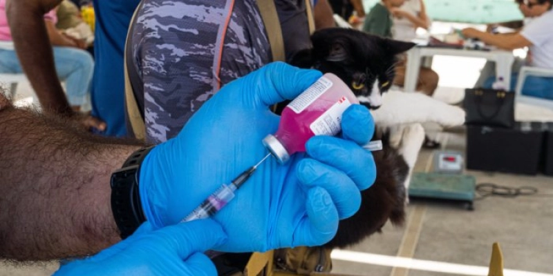Paraíba realiza Dia D de Vacinação contra raiva animal em todo o estado