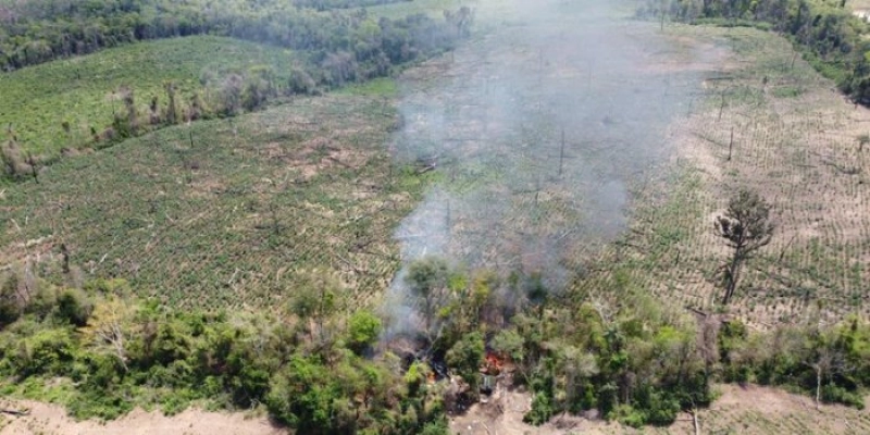FICCO destrói dezenas de hectares de plantação de maconha na Paraíba