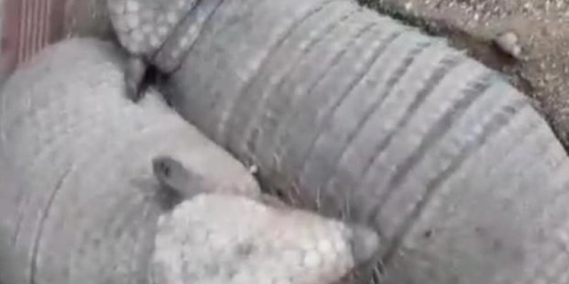 Polícia militar flagra comercialização ilegal de animais silvestres em Bernardino Batista