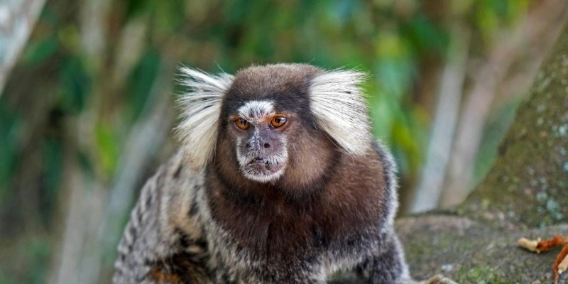 Especialistas alertam sobre convivência com saguis em áreas urbanas